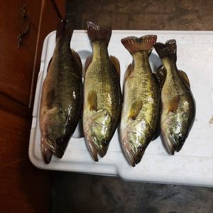 Meet your Posher, Paul